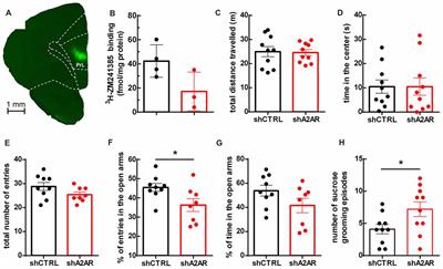 Adenosine A2A Receptors in the Rat Prelimbic Medial Prefrontal Cortex Control Delay-Based Cost-Benefit Decision Making